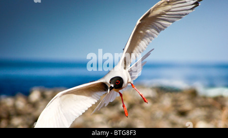 Mouette en vol nocturne, Îles Galápagos Banque D'Images