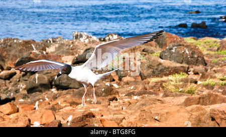 Mouette en vol nocturne, îles Galapagos, Equateur Banque D'Images