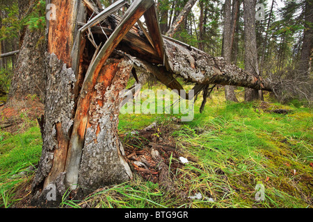 Arbre vert déchu, soufflé dans une récente tempête de vent, parc national Banff, Alberta, Canada. Banque D'Images