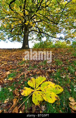 Une feuille de la châtaigne à la base de l'arbre. Banque D'Images