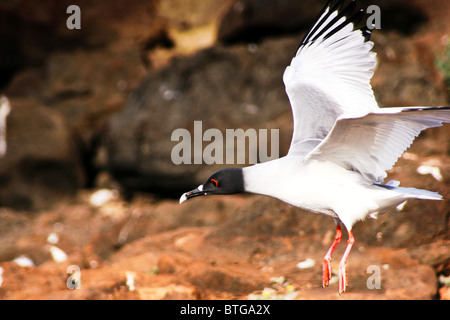 Mouette en vol nocturne, îles Galapagos, Equateur Banque D'Images