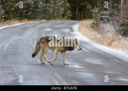 Wild Wolf Crossing Road -- un véritablement sauvage (non-captif) photo de loup gris Banque D'Images