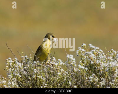 Femme Cape Weaver Ploceus capensis Cape Afrique du Nord du Namaqualand Banque D'Images