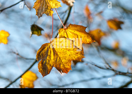 Les feuilles de l'érable de Norvège de couleur d'or suspendu à l'arbre Banque D'Images