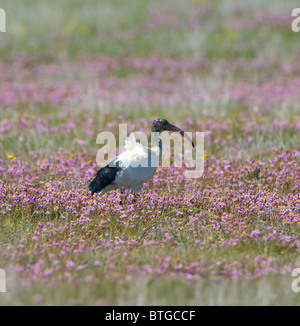 Ibis sacré Threskiornis aethiopicus Namaqualand Northern Cape Afrique du Sud Banque D'Images