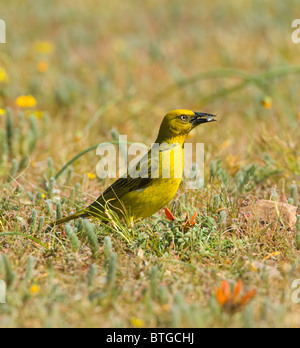 Cape Weaver (Ploceus capensis), le Namaqualand, Northern Cape, Afrique du Sud Banque D'Images