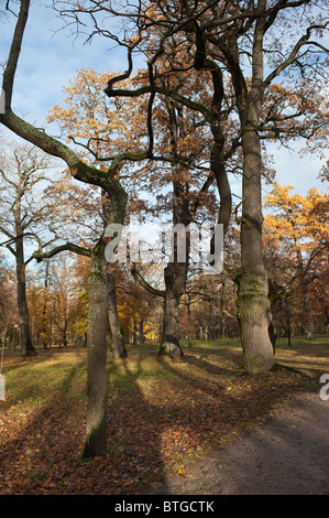 Mourir de chênes Parc Kadriorg. Tallinn, Estonie. Banque D'Images