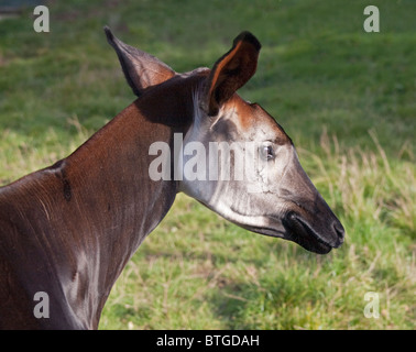 L'Okapi (okapia johnstoni) Banque D'Images