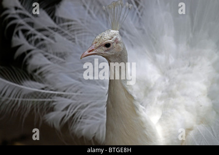 Spalding blanc, paon bleu paon indien variété de paons (indien, pavo cristatus ) dans World of birds, Hout Bay, Afrique du Sud. Banque D'Images