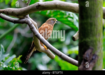 Kestrel, rock (Falco tinnunculus tinnunculus) dans World of birds, Hout Bay, Afrique du Sud Banque D'Images