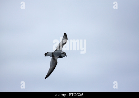 Glisse plus d'oiseaux de mer Banque D'Images