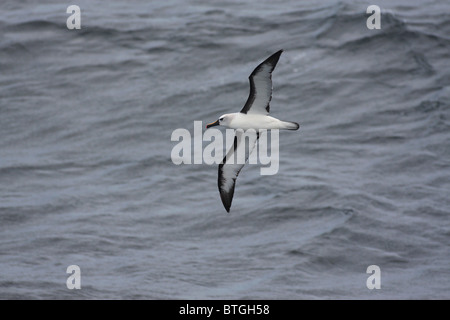 La mer glisse plus d'albatros Banque D'Images