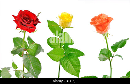 Trois roses avec feuilles vertes sur fond blanc Banque D'Images