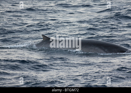 Whale surfacing montrant dorsale Banque D'Images