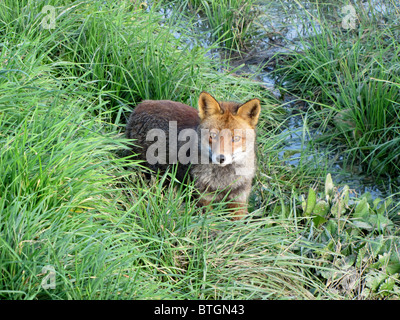 Le renard roux (Vulpes vulpes), le plus grand de la vrai renards Banque D'Images