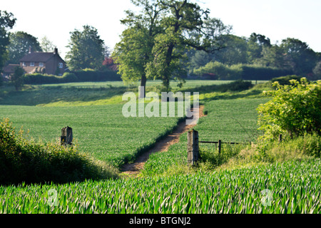 Sentier à travers un champ de blé Banque D'Images