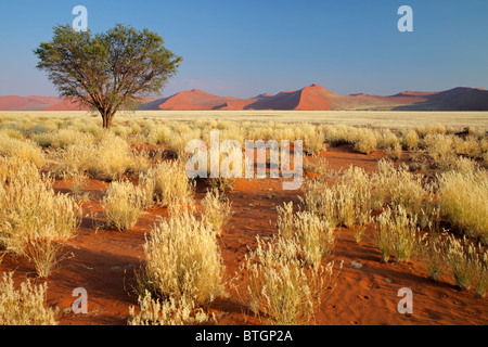 Paysage désertique avec des herbes, des dunes de sable rouge et un Africain Acacia, Sossusvlei, Namibie, Afrique du Sud Banque D'Images