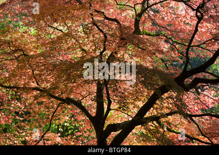 Érable rétro-éclairé à l'automne, Westonbirt Arboretum, les Cotswolds 3 Banque D'Images