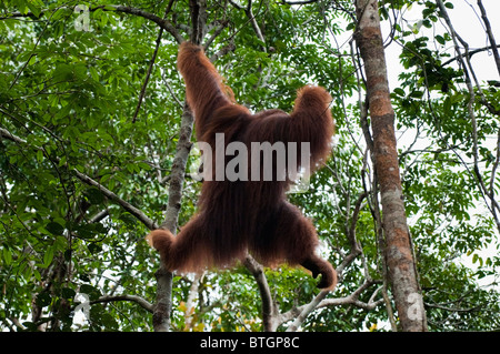 Déménagement orang-outan mâle géant à travers les arbres à Bornéo. Banque D'Images