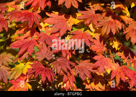 Les feuilles d'automne dans la Collection nationale d'érable japonais - Westonbirt Arboretum 1 Banque D'Images