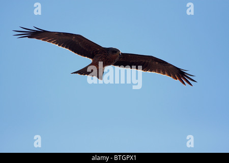 Oiseau de proie planeur contre le ciel bleu Banque D'Images