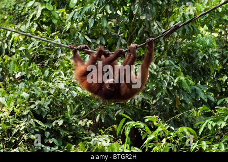 Deux jeunes orangs-outans (Pongo pygmaeus) flâner sur une corde au centre de réhabilitation des Orang-outans de Sepilok à Bornéo Banque D'Images