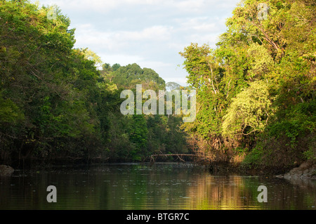 Tôt le matin, la lumière du soleil sur la forêt tropicale le long de la rivière une tribituary Menanggol à Bornéo Kinabatangan River dans Banque D'Images