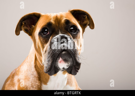 Boxer Dog dans le studio Banque D'Images