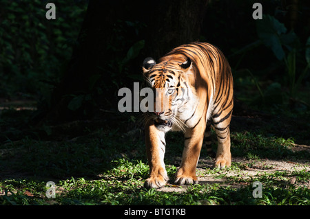 Homme de Malaisie tigre (Panthera tigris malayensis) Banque D'Images