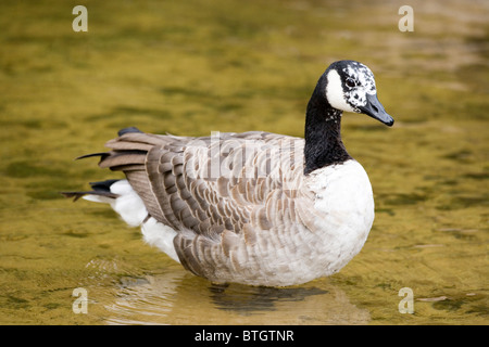 Bernache du Canada Branta canadensis. Le plumage blanc aberrants sur le visage et la tête d'une aberrante, d'oiseaux individuels. Banque D'Images