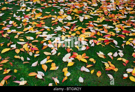 L'automne les feuilles éparpillées sur l'herbe en Worcesteshire, UK Banque D'Images