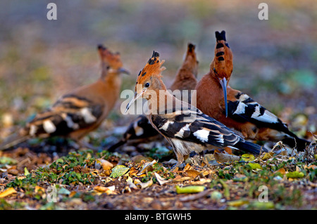 Alimentation huppes sur le terrain, Kruger National Park, Afrique du Sud Banque D'Images