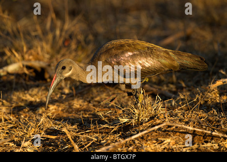 Hadeda Ibis au coucher du soleil brillant montrant des ailes. Banque D'Images