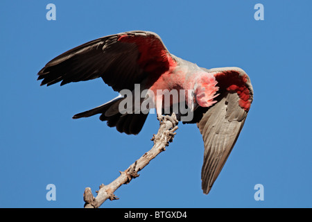 Cacatoès cacatoès rosalbin Cacatua roseicapilla (), le Kakadu National Park, territoire du Nord, Australie Banque D'Images