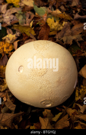 Vesse-de-géant (Calvatia gigantea) croissant dans les bois en automne. Banque D'Images