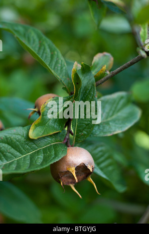 Néflier (Mespilus germanica Royal) le mûrissement sur un arbre. Banque D'Images