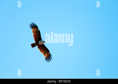 Brahminy Kite (Haliastur indus) volant au-dessus de la rivière Kinabatangan. Banque D'Images