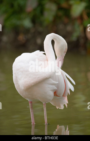 Flamant rose (Phoenicopterus roseus). Au lissage. Feather, plumage, soins et entretien. Os du cou du col de l'identifiable. Banque D'Images