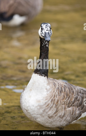 Bernache du Canada Branta canadensis. Le plumage blanc aberrants sur le visage et la tête d'un individu. Banque D'Images