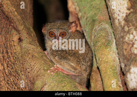 Tarsier spectral dans le Parc National de Tangkoko. L'île de Sulawesi en Indonésie. Banque D'Images