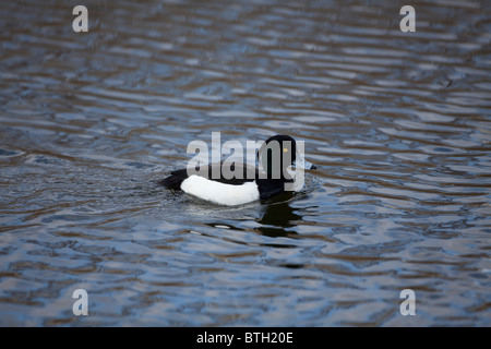 Male Fuligule morillon Aythya fuligula nager seul sur le lac de vent Banque D'Images
