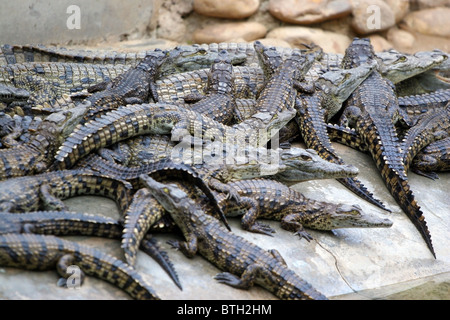 Les crocodiles, Cango Wildlife Ranch, Oudtshoorn, Afrique du Sud. Banque D'Images