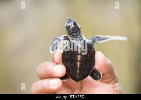 La tortue verte (Chelonia mydas). Hatchling tenu dans une main, montrant le dos shell, à l'endroit ou de la carapace. Banque D'Images