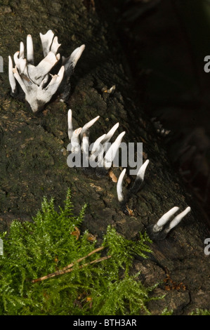 Le tabac à priser-bougie champignon (Xylaria hypoxylon) Forêt de Beacon Hill Loughborough Leicestershire Charnwood Forest England UK Octobre. Banque D'Images