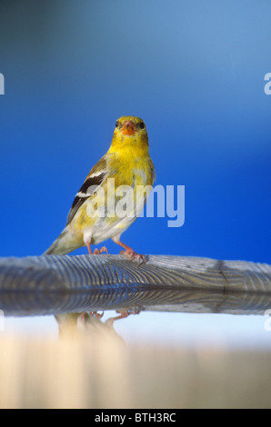 Femme American Gold Finch Spinus tristis Banque D'Images