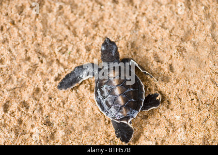 La tortue verte (Chelonia mydas). Juste éclos et de loin sur la plage pour prendre la mer. Galle, Sri Lanka. Banque D'Images
