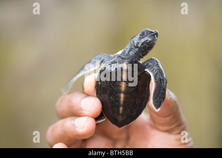 La tortue verte (Chelonia mydas). Hatchling tenu dans une main, prête à être diffusée jusqu'à la mer. Banque D'Images
