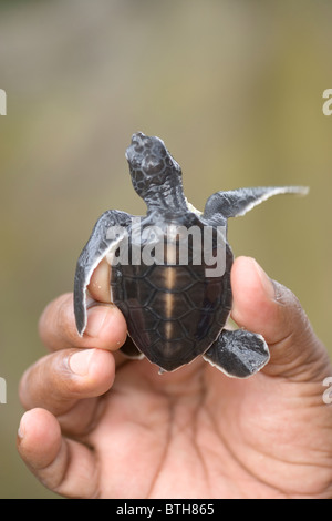 La tortue verte (Chelonia mydas). Hatchling tenu dans une main, prête à être diffusée jusqu'à la mer. Banque D'Images