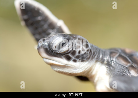 La tortue verte (Chelonia mydas). Hatchling montrant tête et d'un flipper avant. Banque D'Images