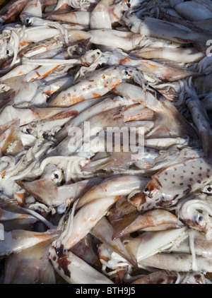 Calmars frais Fruits de mer de Jagalchi Marché aux poissons ou la Corée du Sud Busan Banque D'Images